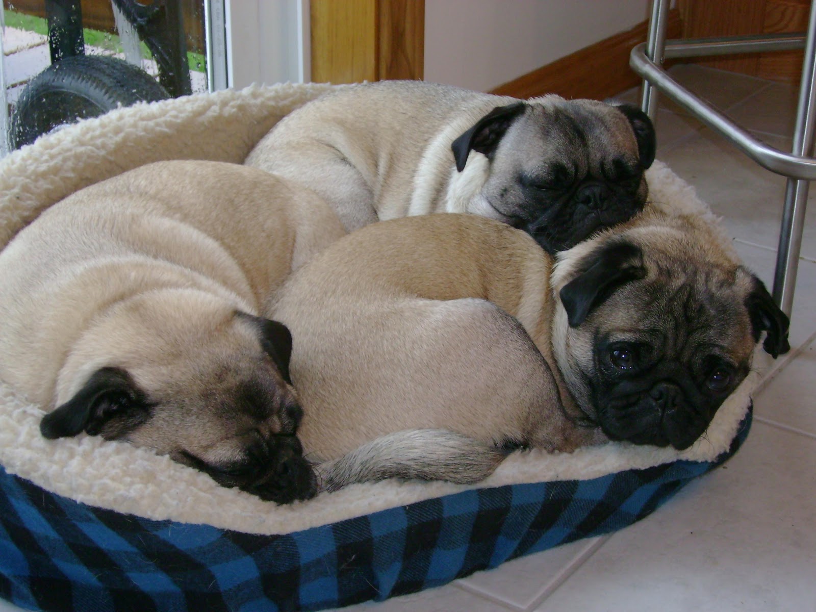 html to pug perros pugs hermosos cachorros y adultos pugs fotos e html to pug perros pugs hermosos cachorros y adultos pugs fotos e