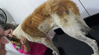 Cão foi violentamente agredido por mordiscar pedaço de carne em churrasco. Foto: Arquivo Pessoal.