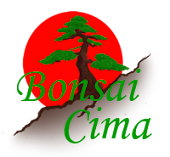BonsaiCima