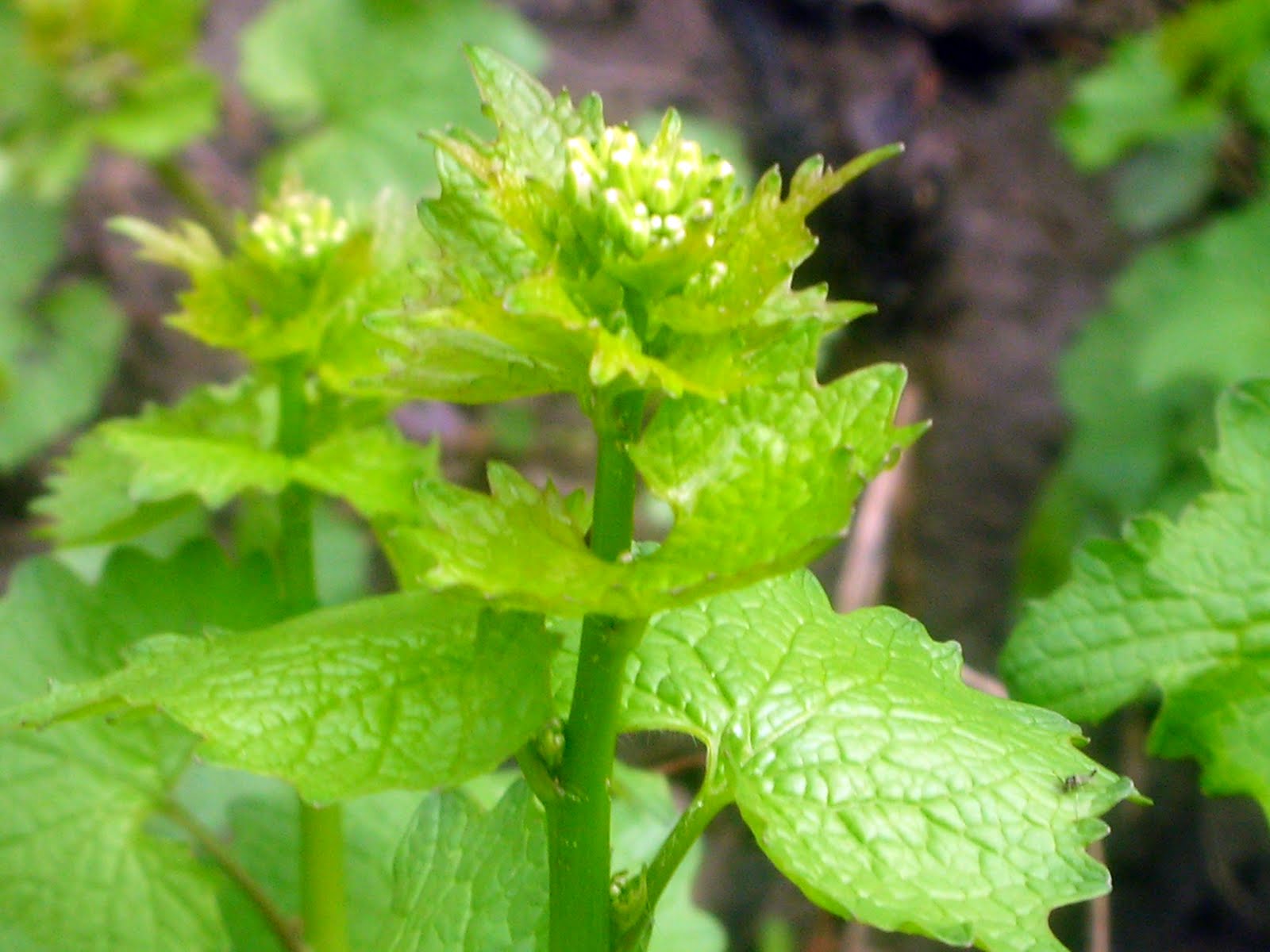 Vermont Wild Edibles Garlic Mustard Quick Look