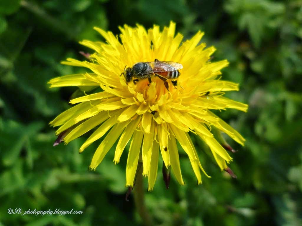 Honey Bee On Dandelion Nature, Cultural, and Travel Photography Blog