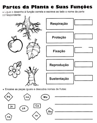 Partes Da Planta