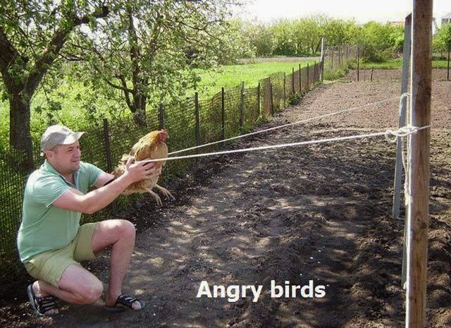 status facebook gambar lucu angry birds