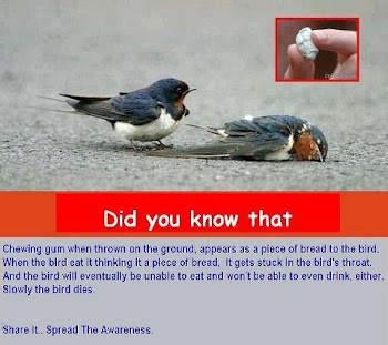 save birds