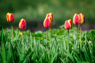 Tulips