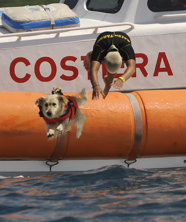 Juicy Dog Couture Life Saving Dog In The Tyrrhenian Sea