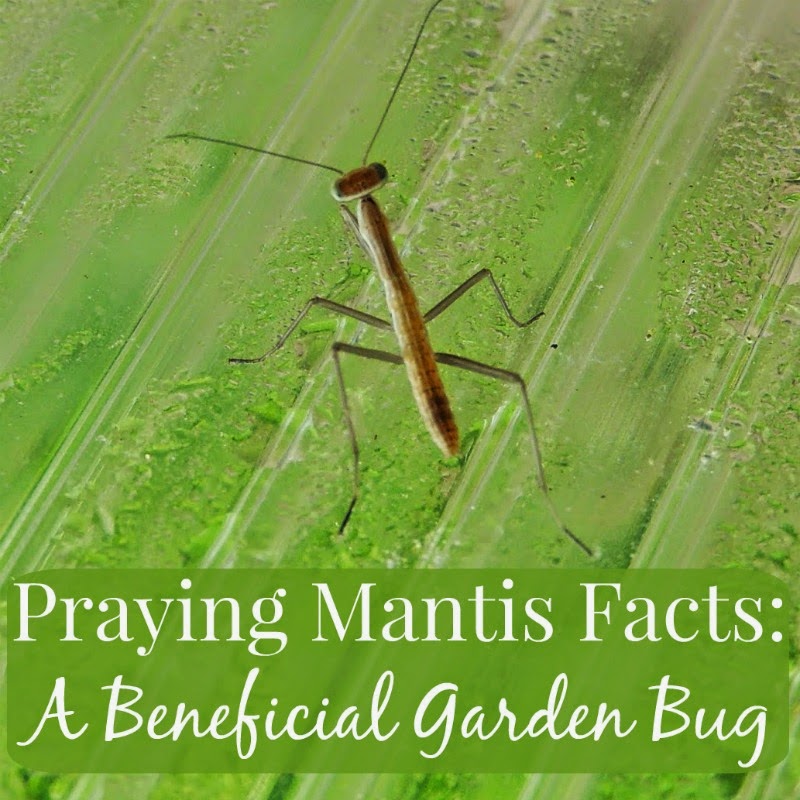 Linn Acres Farm Praying Mantis Facts A Beneficial Garden Bug