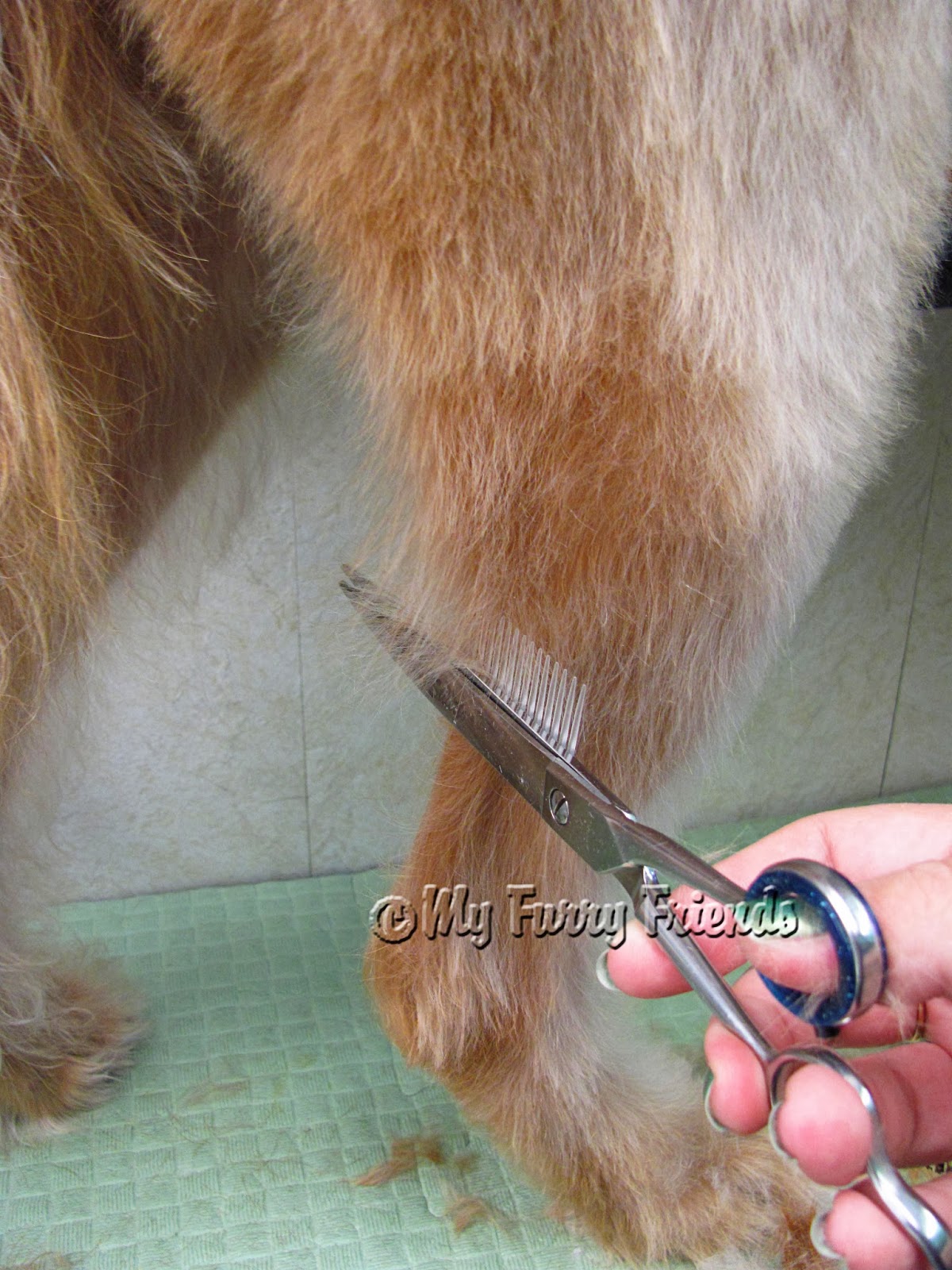 Pet Grooming The Good, The Bad, & The Furry Product Review...Scissor Comb