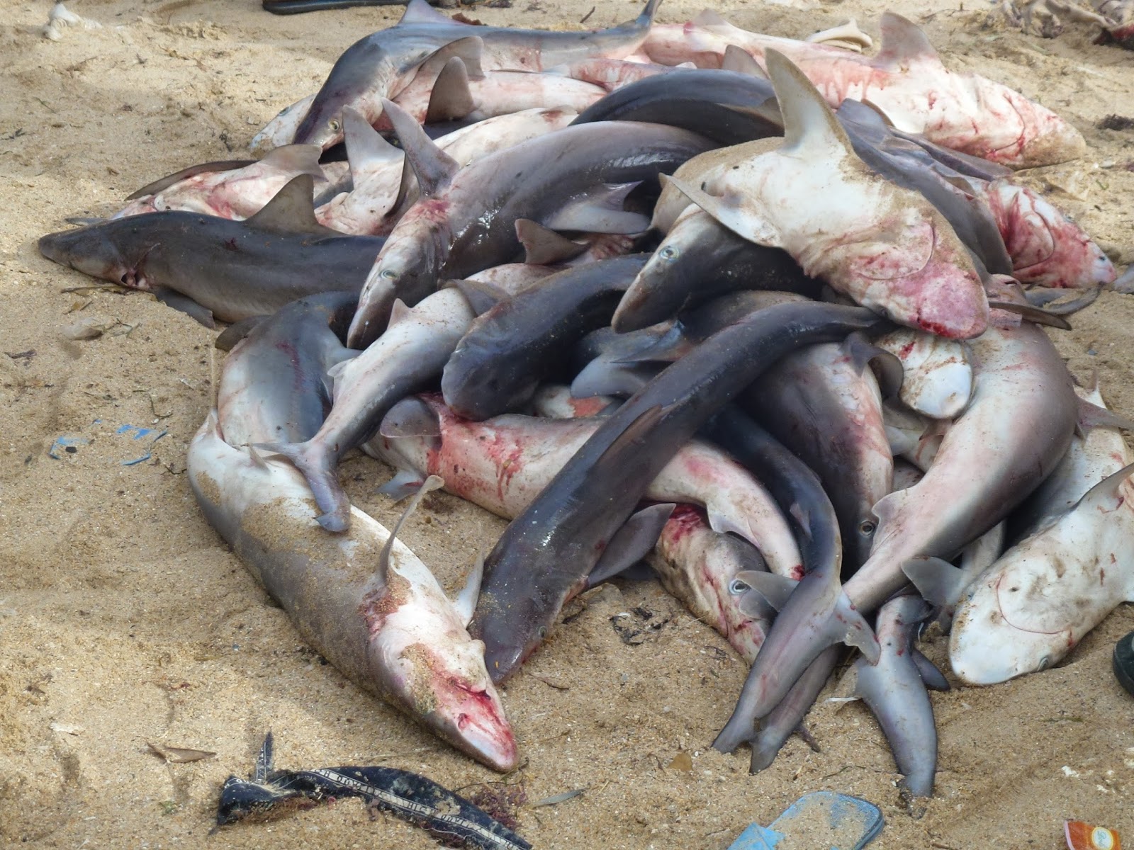 dinimizce köpek balığı yenir mi