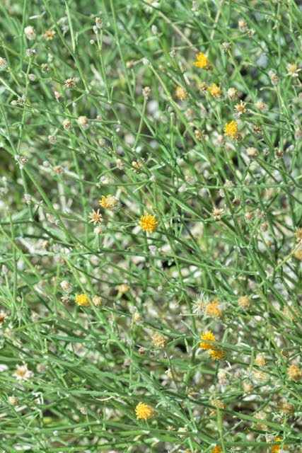 Bebbia juncea_1606