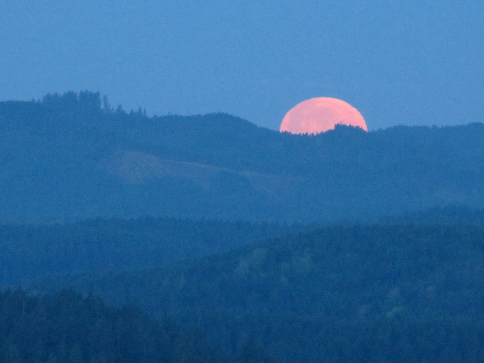 Voice In The Garden: Full Pink Moon