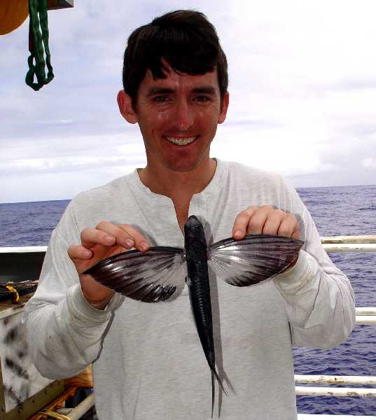 Amazing Flying Fish Flying Fishs Facts, Photos, Information, Habitats