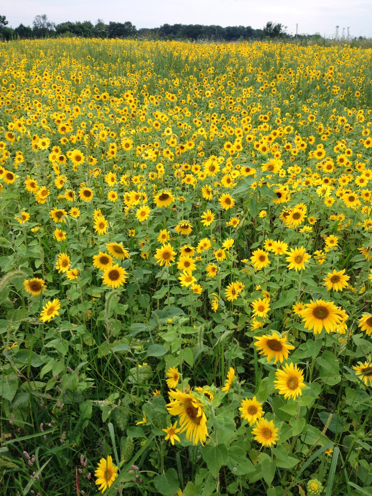 Laurel Ridge Farm Food Plots, Sunflowers and the Pumpkin Patch
