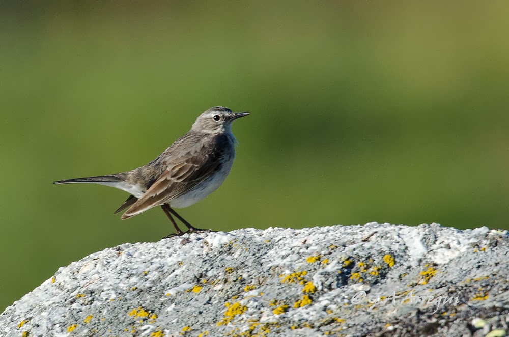 Bisbita alpino, Anthus spinoletta, Water Pipit Bisbita alpino, Anthus spinoletta, Water Pipit