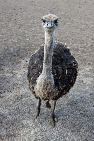 Funny ostrich images |Funny Animal