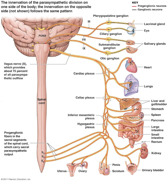 Parasympathetich System