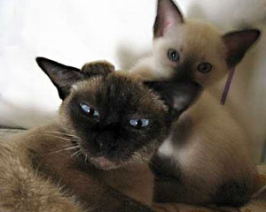 siamese cats facts