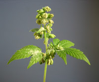 Is Hemp a Miracle Plant That Can Save the World? Hemp+flower