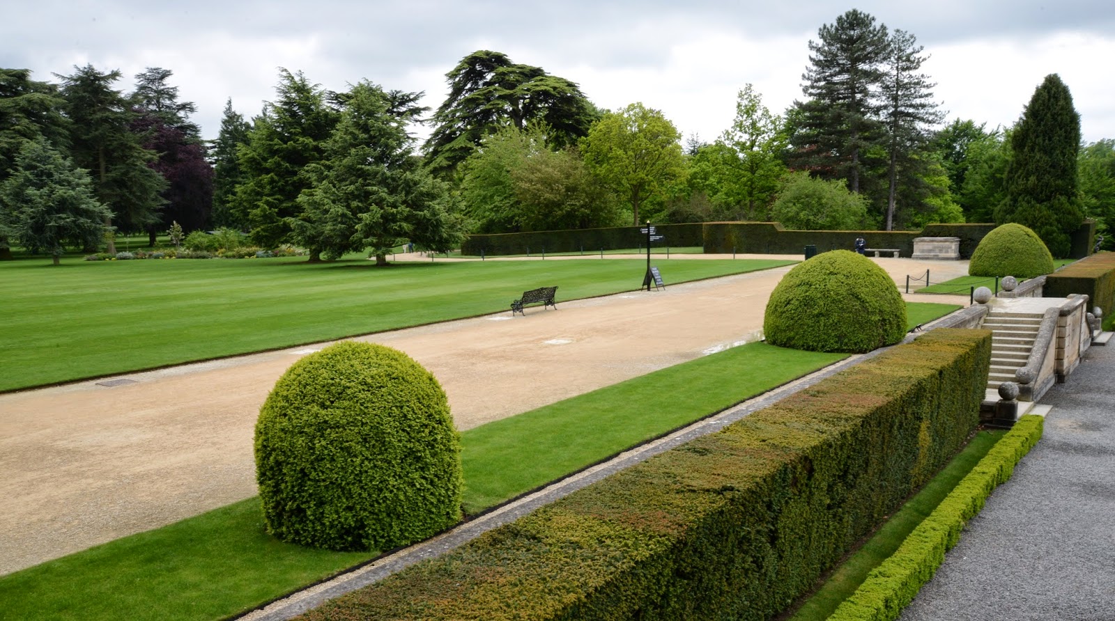 Prickly Dense Fast Growing Evergreen Hedge Berberis Stenophylla