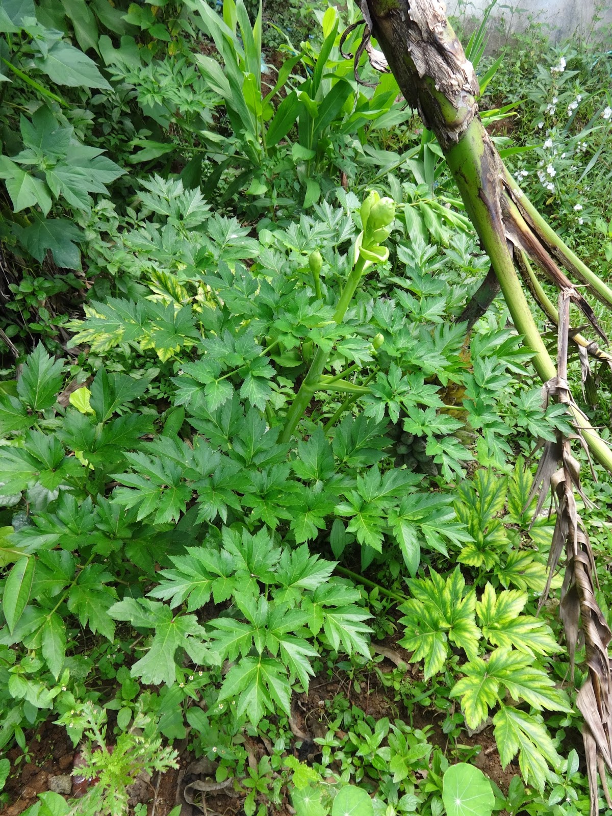 download the french in texas history migration culture 2003