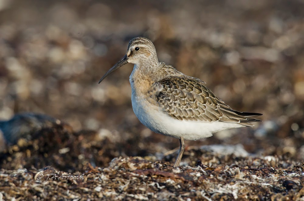 Correlimos zarapitin, Calidris ferruginea, Curlew Sandpiper. Lugo Correlimos zarapitin, Calidris ferruginea, Curlew Sandpiper. Lugo