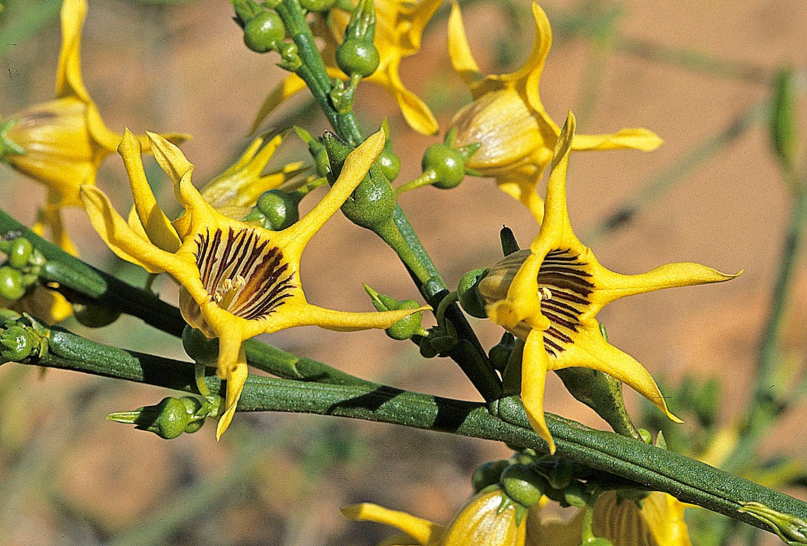 25mq Di Verde Piante E Fiori Bizzarri 1