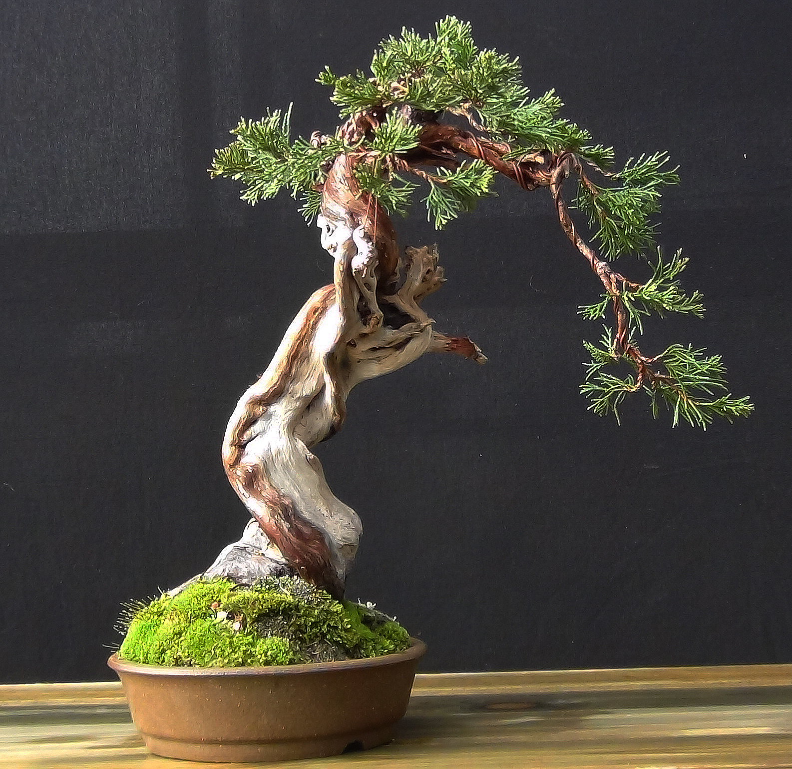 Profession BONSAÏ Juniperus sabina à vendre