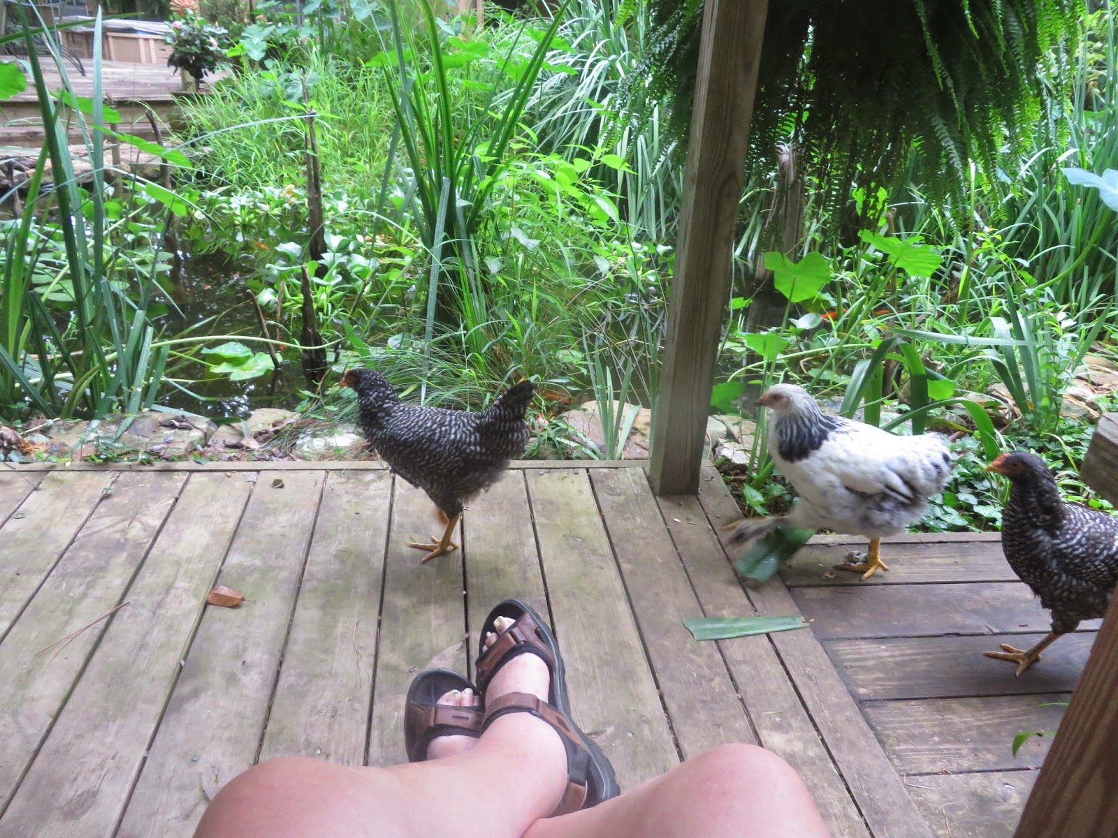 PrunePicker Chickens eat flowers and flower plants!