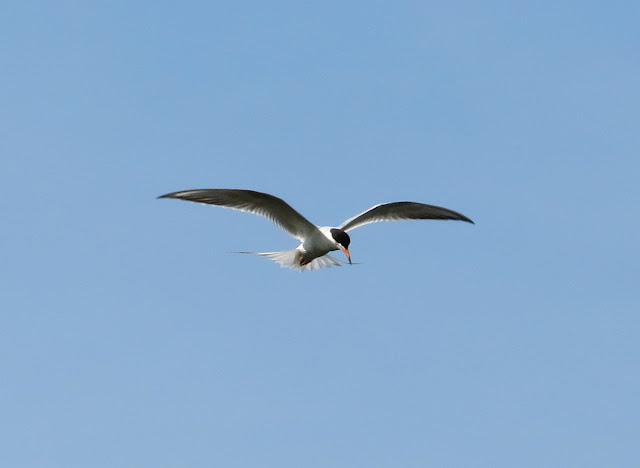 Forster's Tern - Jamaica Bay, New York