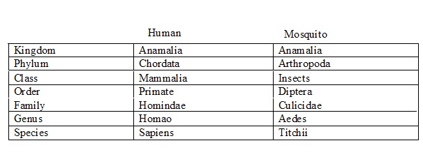 Mosquito Classification Chart