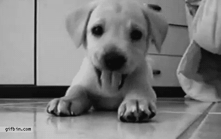 cute puppy animated GIF