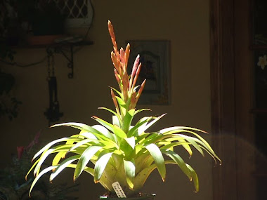 tillandsia   deppiana