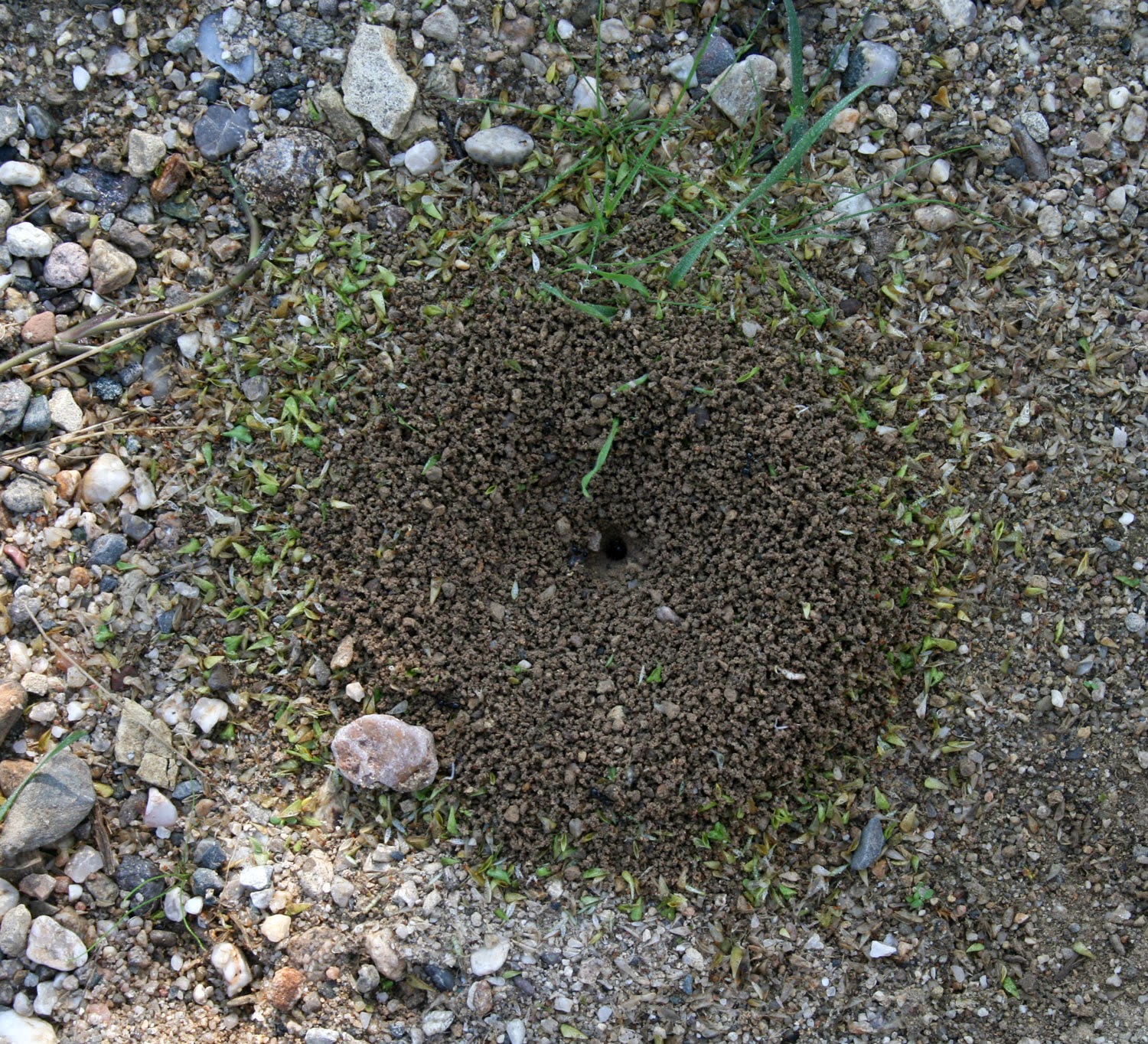 Grass bits around an ants nest Grass bits around an ants nest
