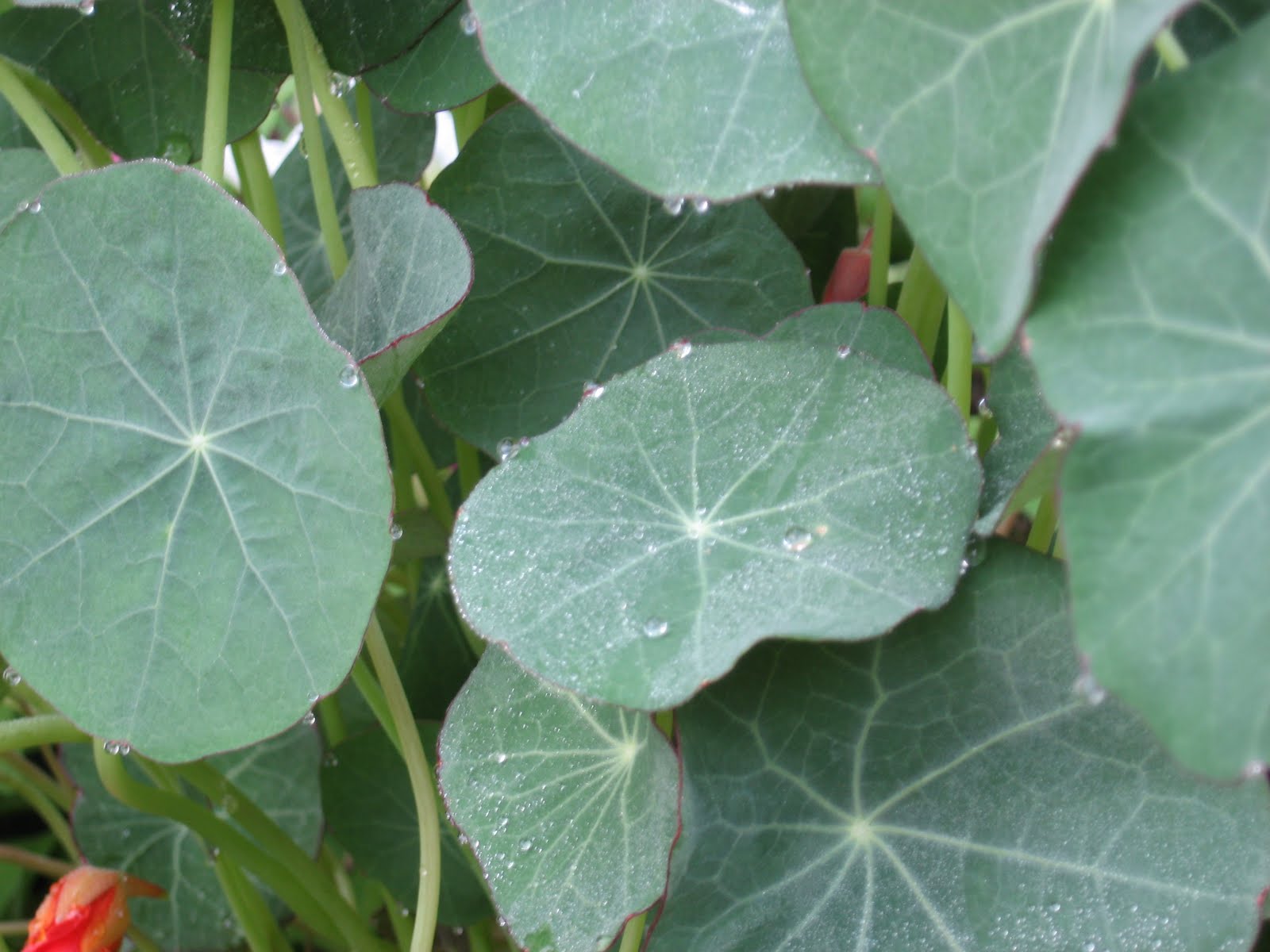Round Leaf Plant