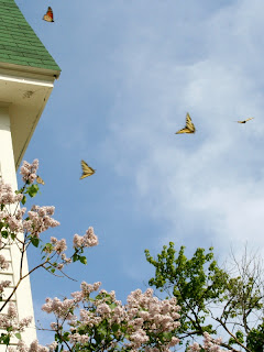 Birch Lodge Butterflies Birch Lodge Butterflies
