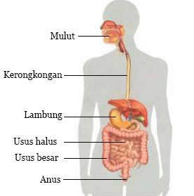 44+ Gambar Organ Pencernaan Tubuh Manusia Dan Fungsinya Background