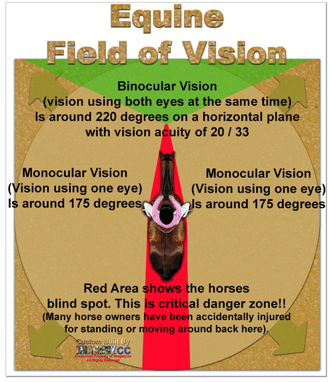A Thought for the Horse... FAQ Equine Vision