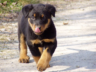 Beauceron Puppy Picture