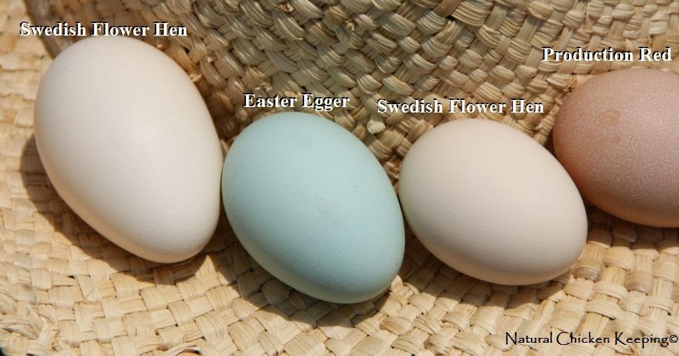 Access Natural incubation period for chicken eggs | Incumaker