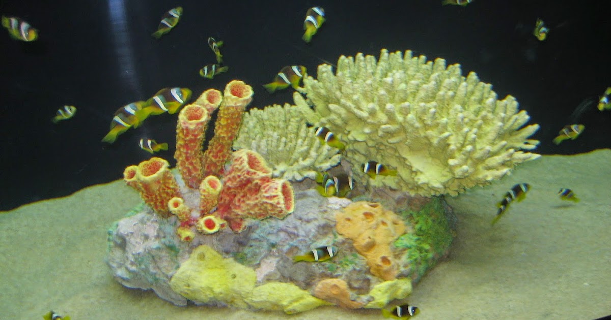 Wanderful Scientific Centre Kuwait The Biggest Aquarium in the Gulf