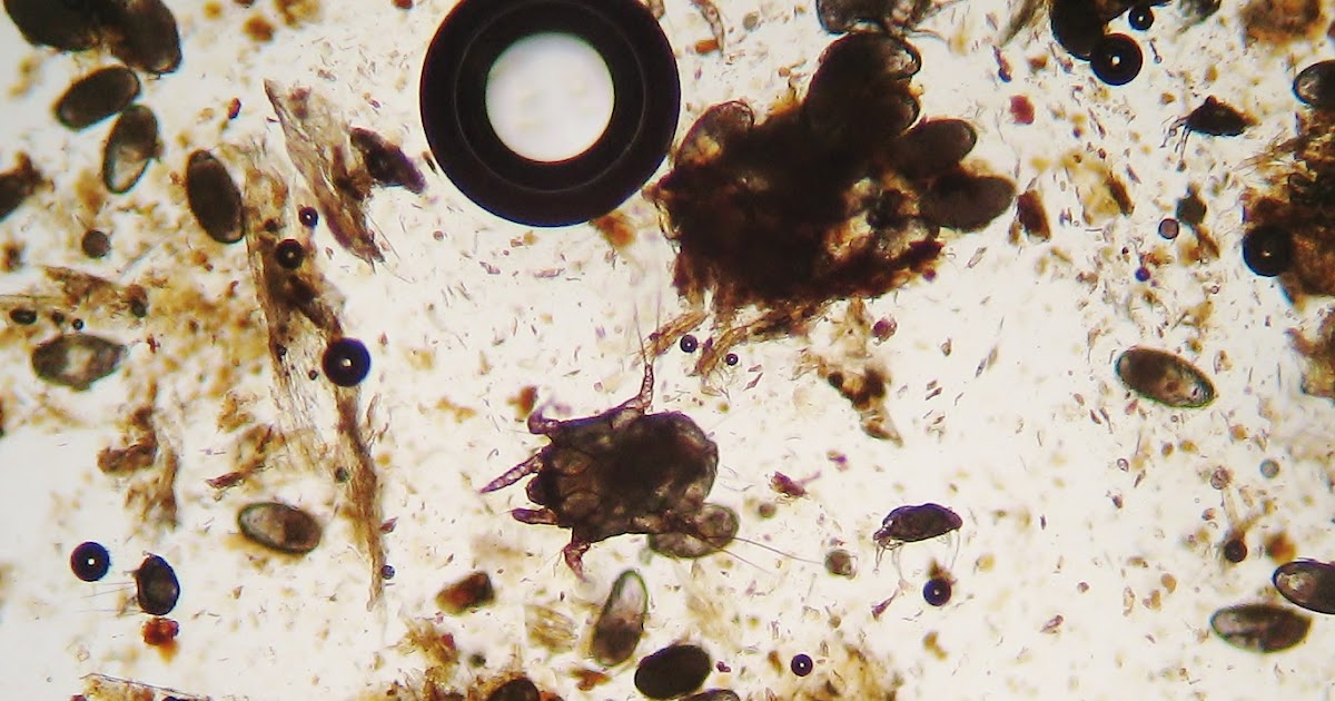 Linwood Animal Clinic's Blog Ear Mites