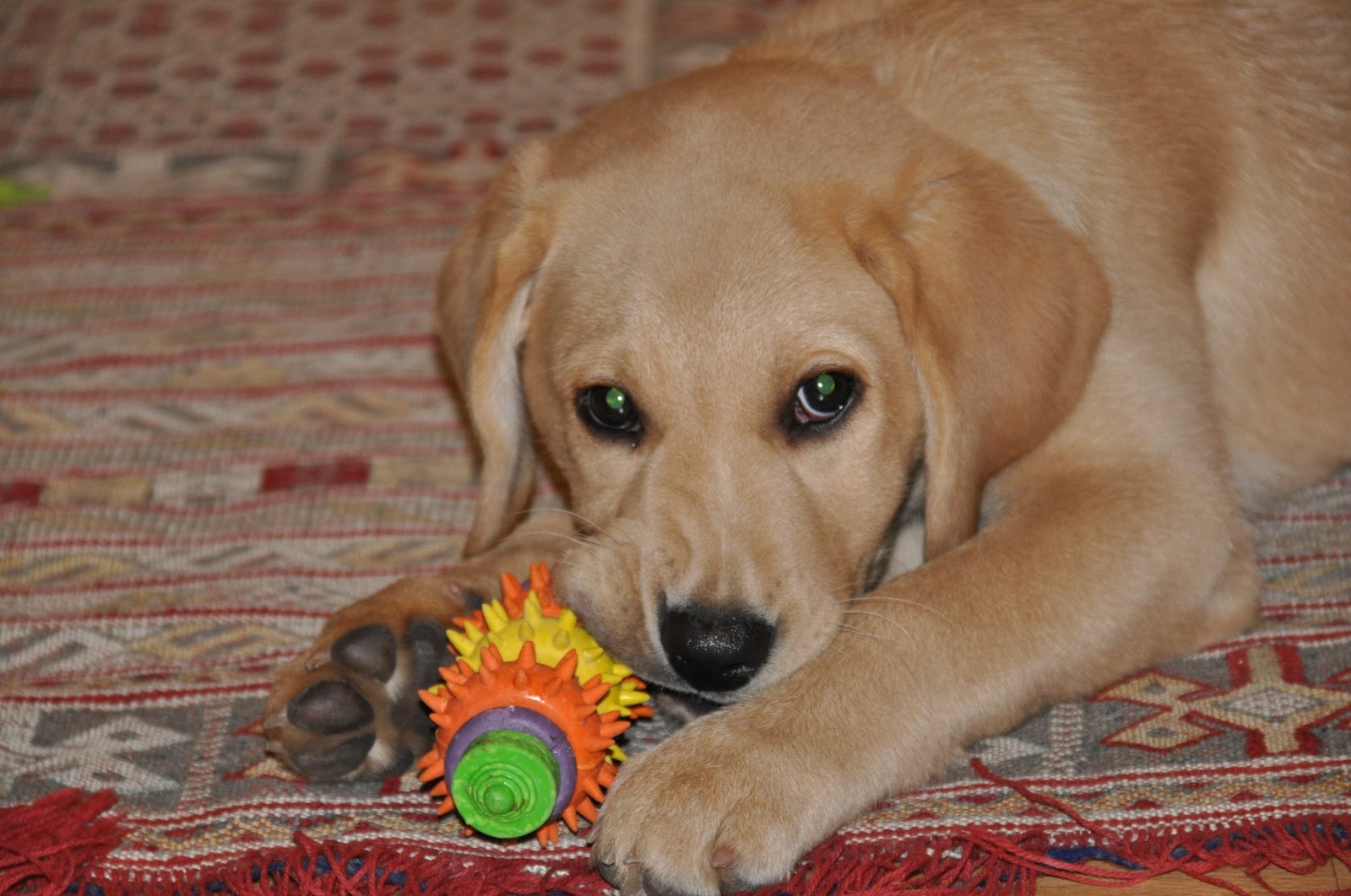 My Labi Zahnwechsel und Gebiss des Hundes