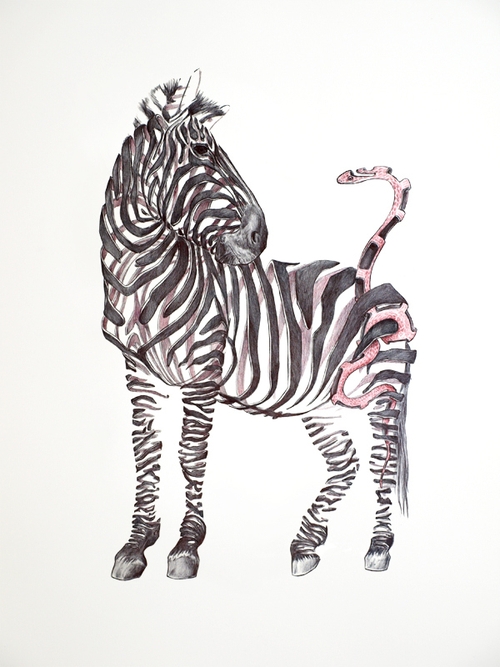 11-Zebra-and-Snake-Jaume-Montserrat-Illustrations-of-Ribbon-Animals-in-Emptyland-www-designstack-co