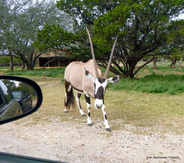 Our Awesome Travels A sunday Safari in Glen Rose Texas