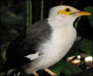 Jenis Burung Berkicau Share The Knownledge 333 X 344 Jpeg 29kb Jenis | informasi hobi burung berkicau hobi burung kicauan share Jenis Burung Berkicau Share The Knownledge 333 X 344 Jpeg 29kb Jenis | informasi hobi burung berkicau hobi burung kicauan share