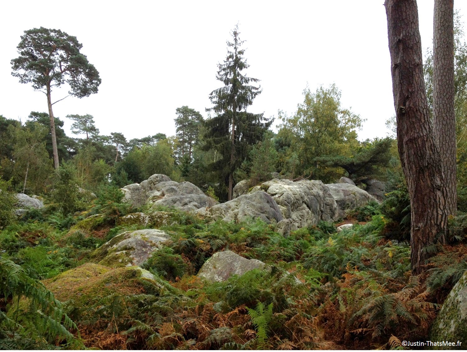 Forêt de Fontainebleau domaniale foret d'exception label national