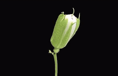 animated%2Bflowers%2B(101).gif