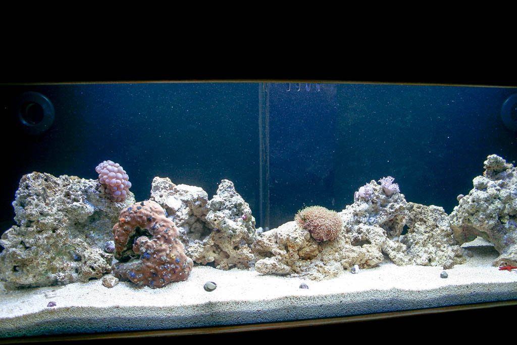 the saga of matt s 2005 saltwater reef aquarium first church of the masochist
