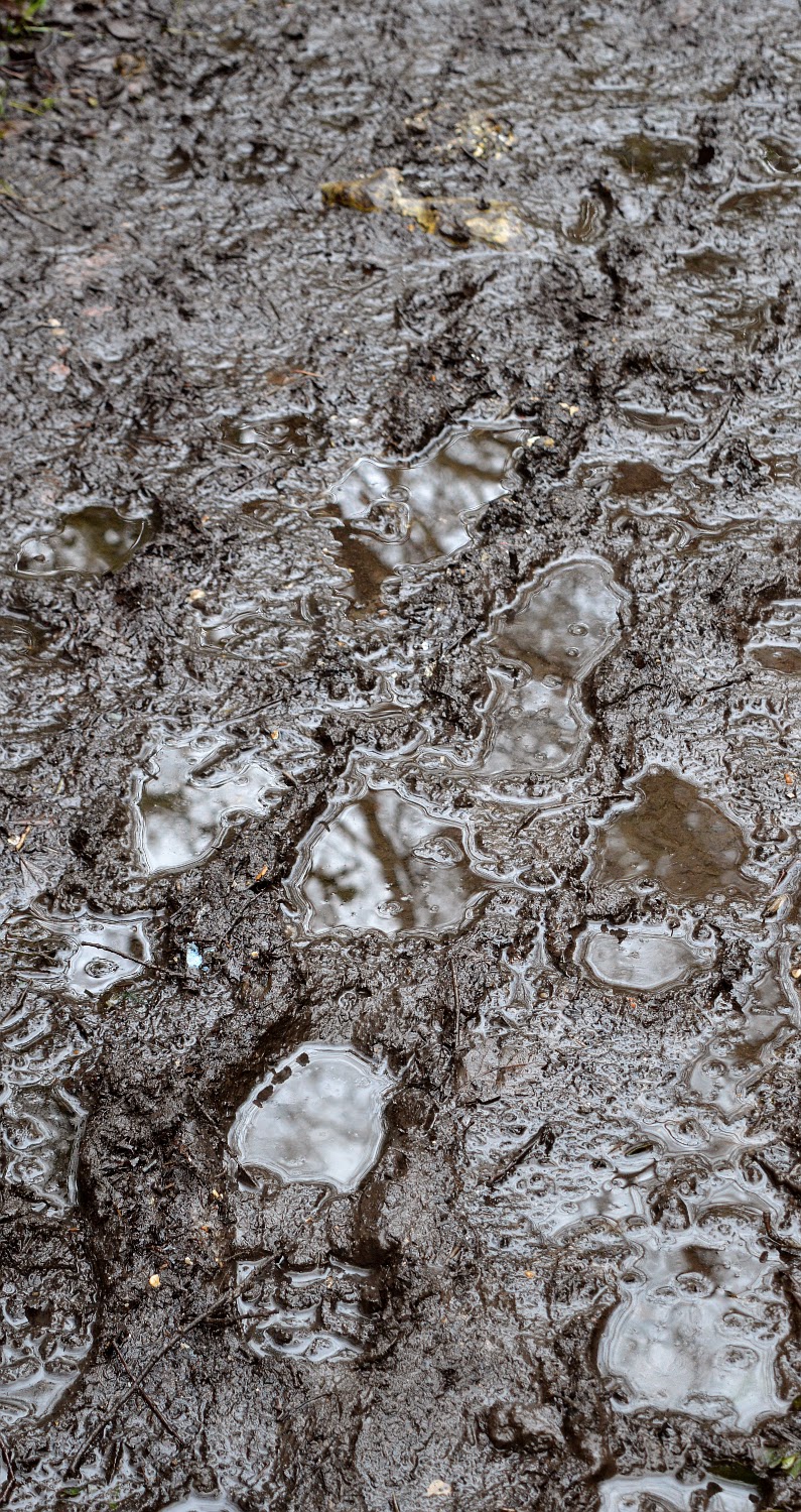 IF YOU GO DOWN TO THE WOODS TODAY.... Mud, glorious mud