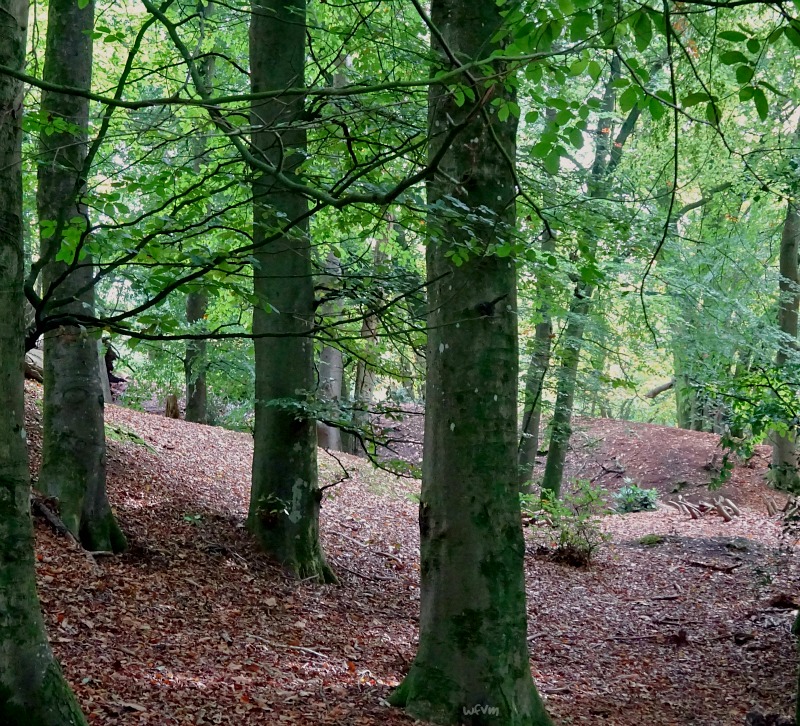 Where Five Valleys Meet 'Under the Greenwood Tree'